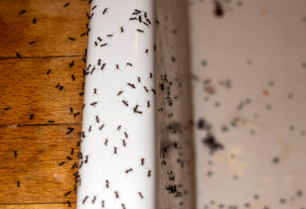 Insect Control in Franklin, LA