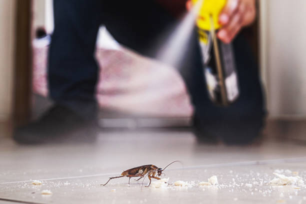 Best Insect Control  in Franklin, LA