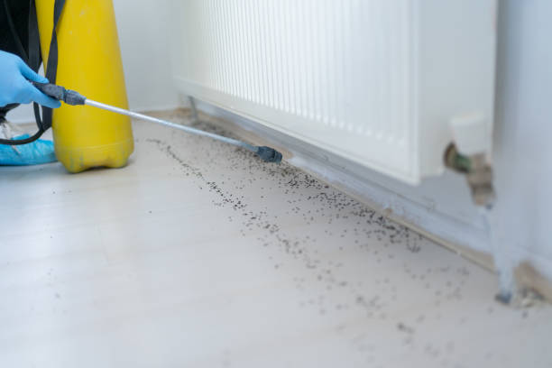 Professional Pest Control in Franklin, LA