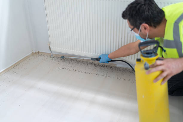 Best Flea Control Services  in Franklin, LA